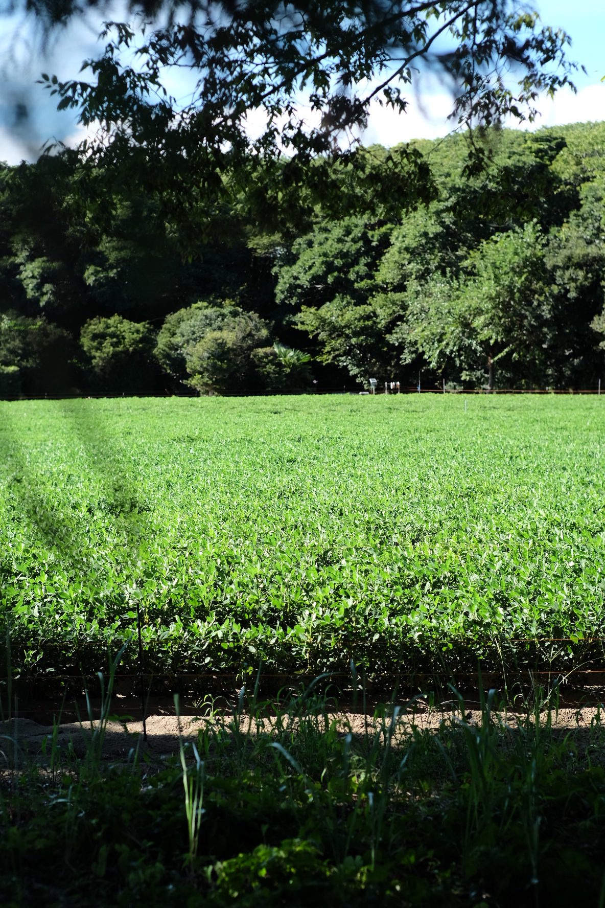 無糖ピーナッツバター