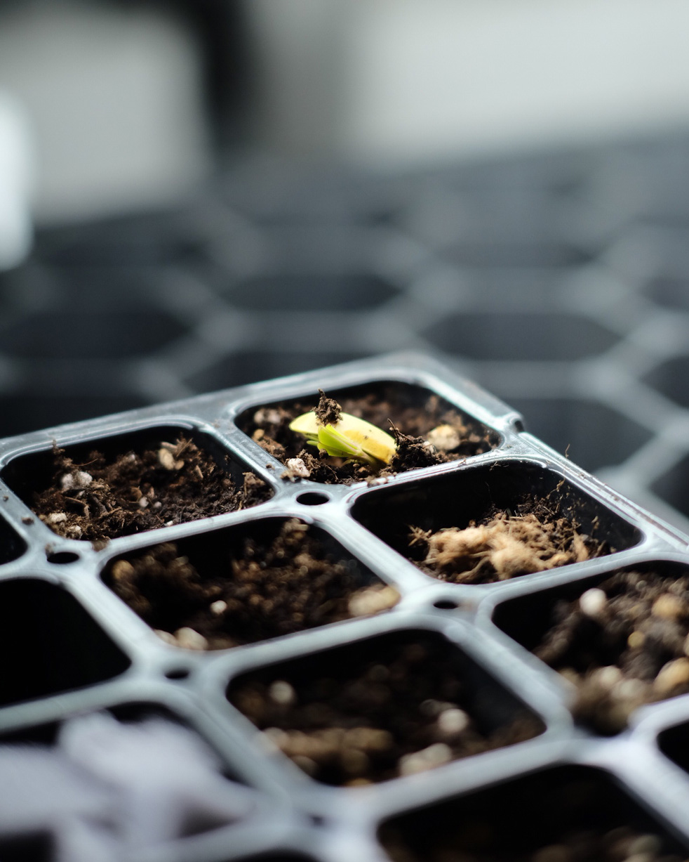 落花生の屋内栽培日記_03