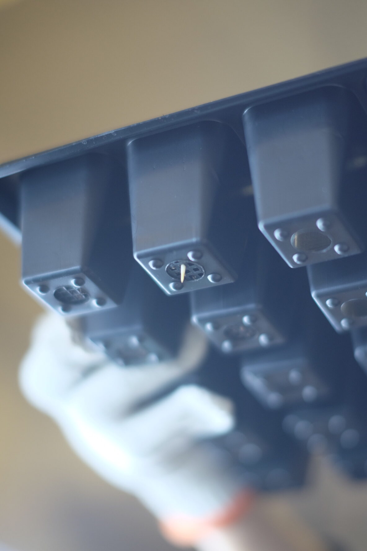 落花生の屋内栽培日記_02