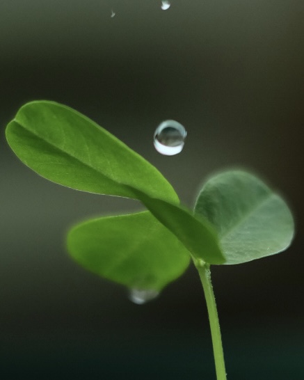 落花生の屋内栽培日記_08