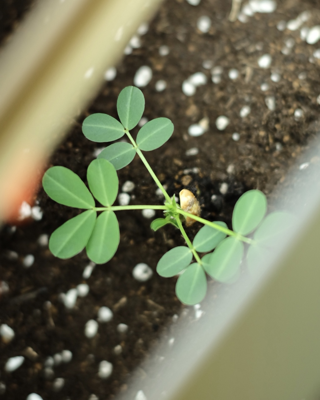 落花生の屋内栽培日記_07