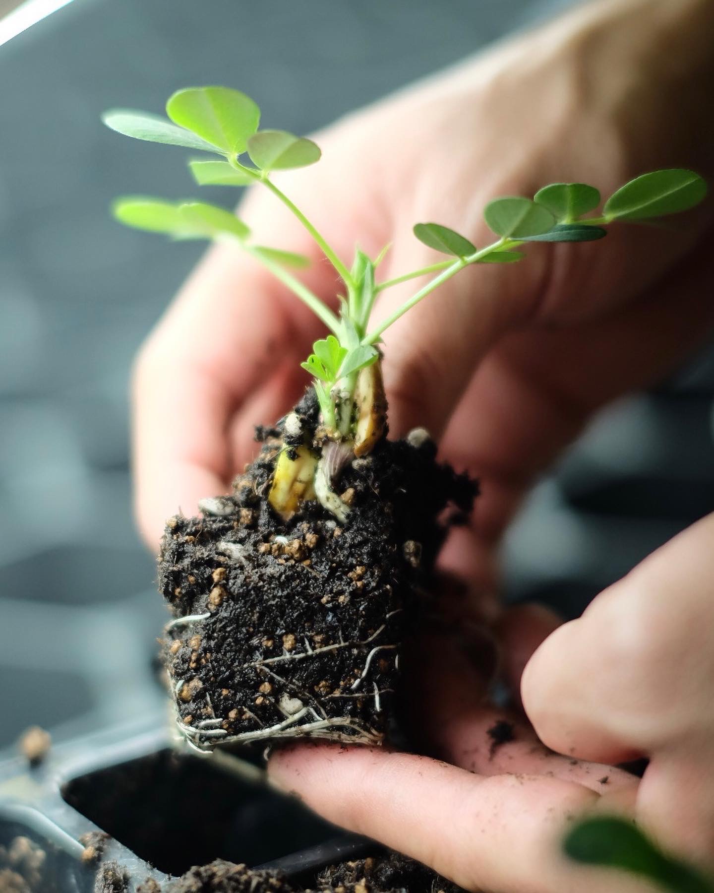 落花生の屋内栽培日記_06