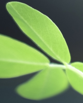 落花生の屋内栽培日記_10