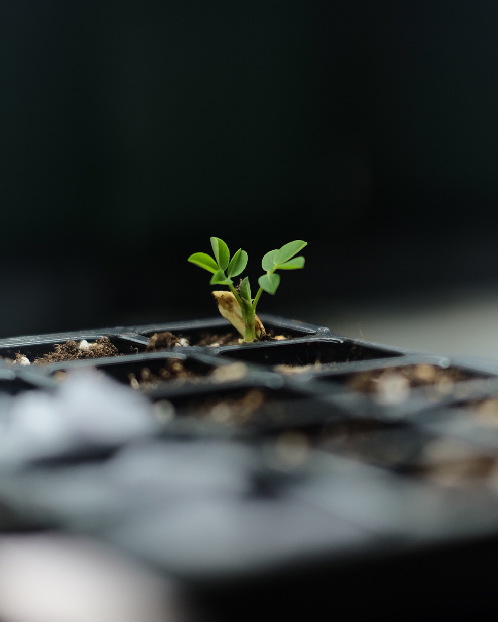 落花生の屋内栽培日記_04
