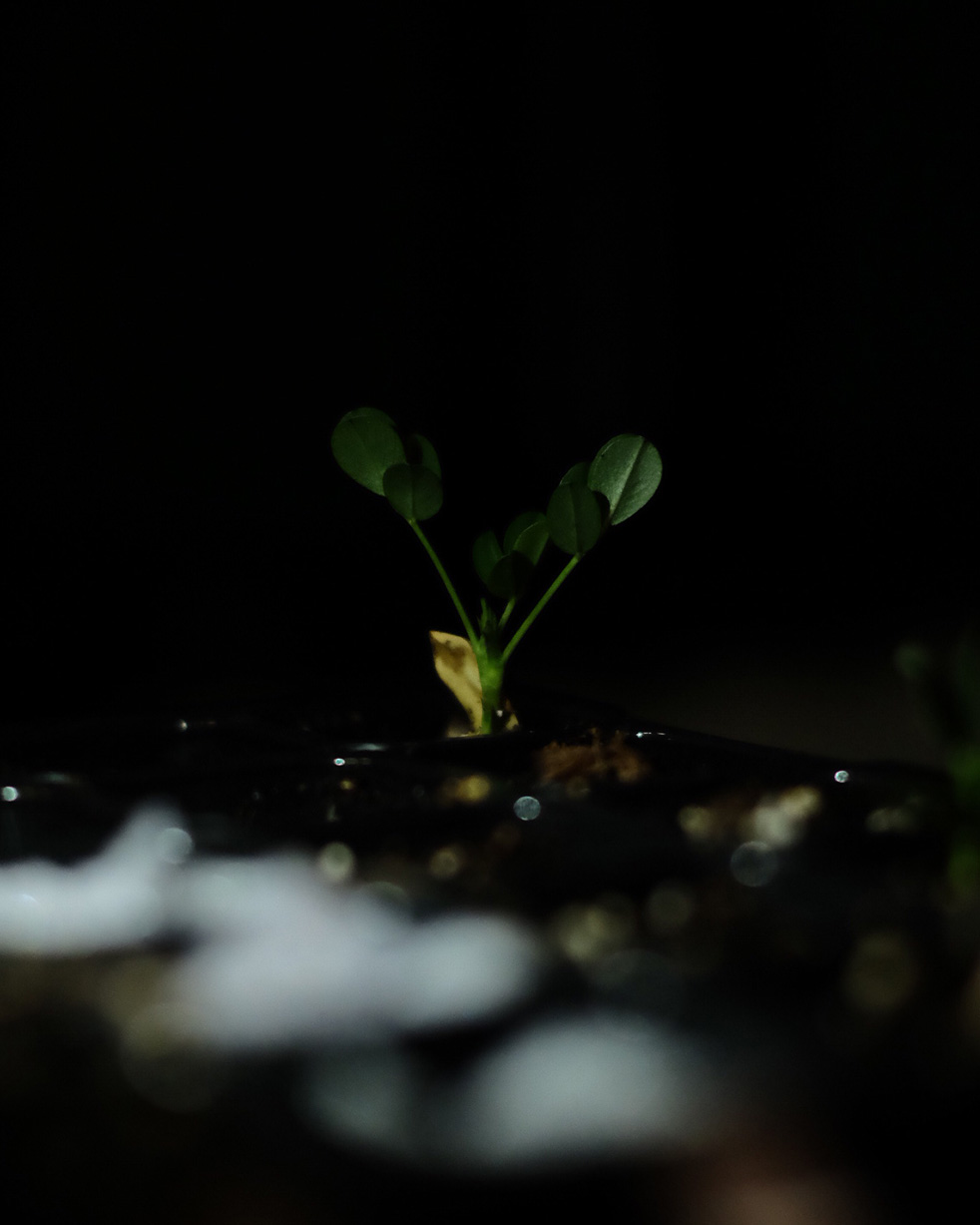 落花生の屋内栽培日記_05