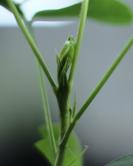 落花生の屋内栽培日記_14