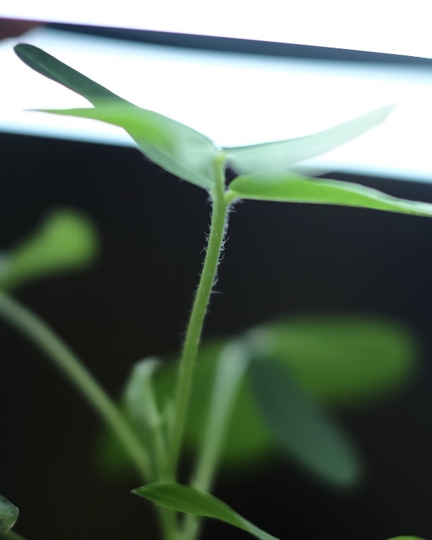 落花生の屋内栽培日記_12
