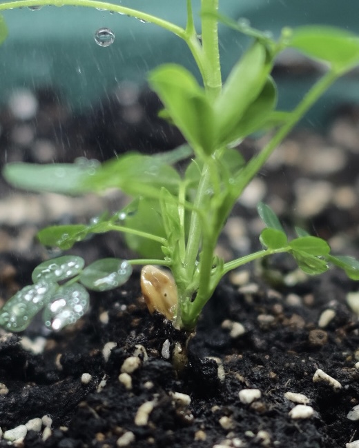 落花生の屋内栽培日記_11
