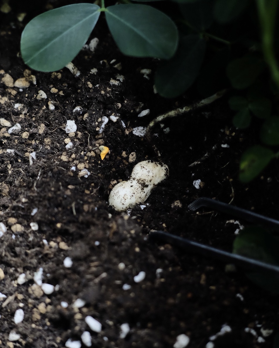 落花生の屋内栽培日記_19