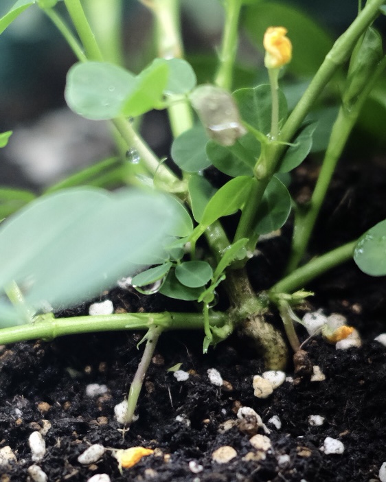 落花生の屋内栽培日記_18