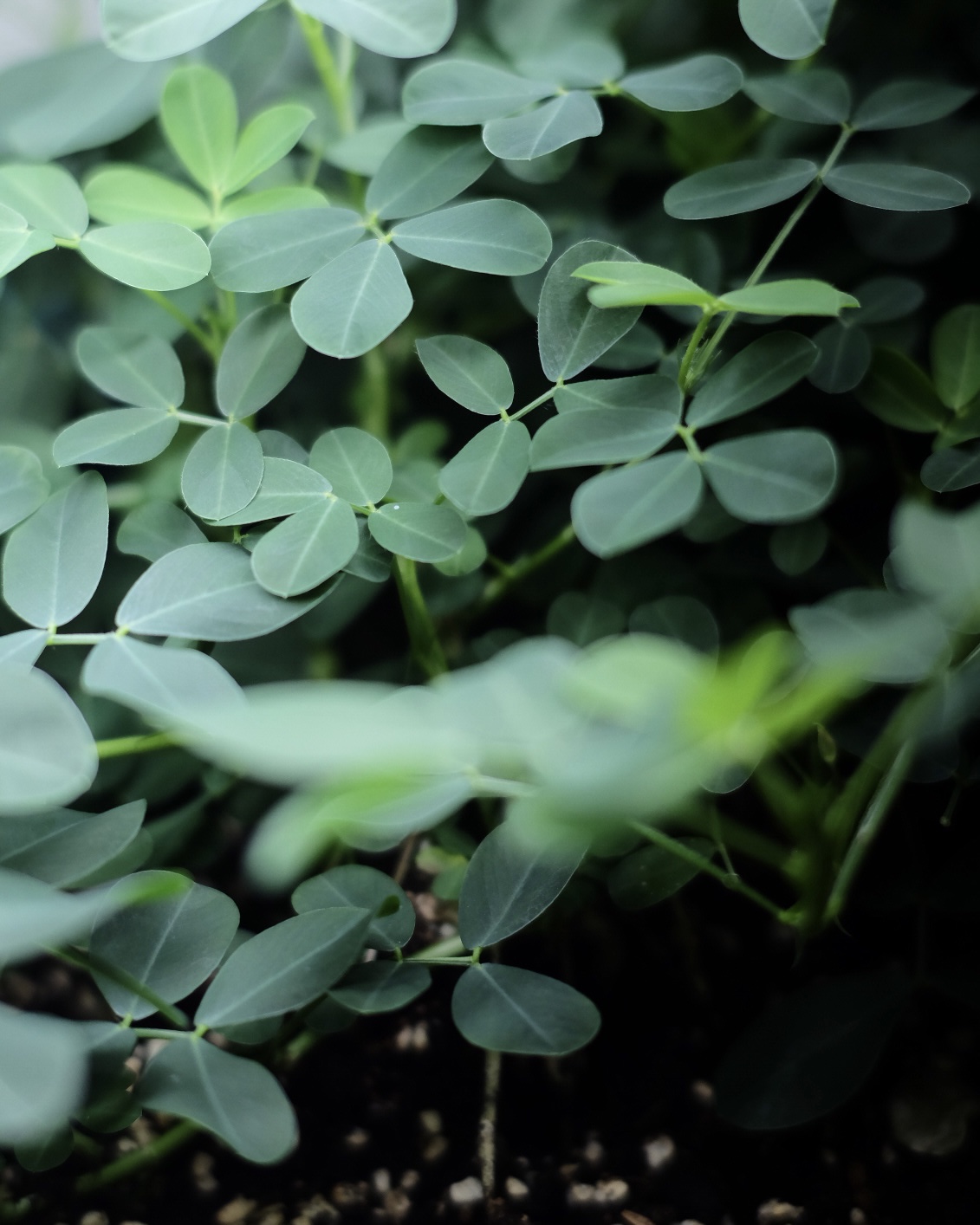 落花生の屋内栽培日記_20