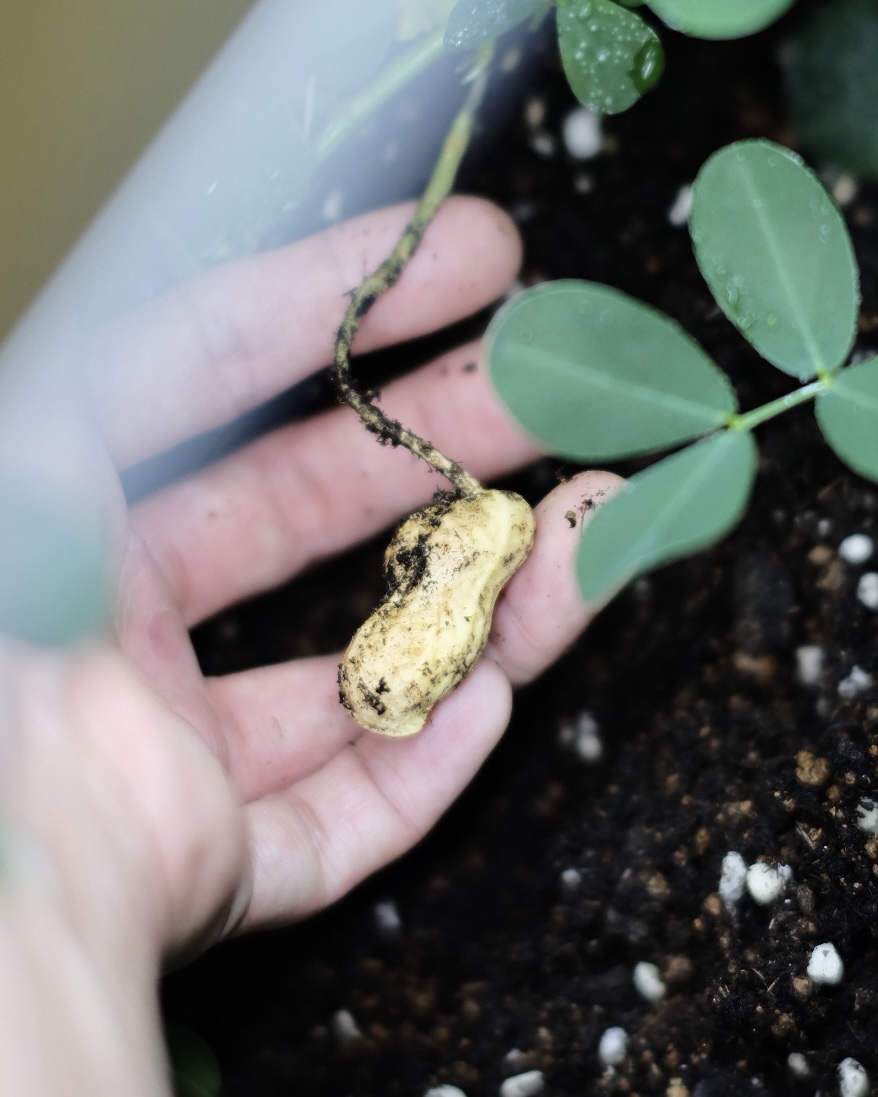 落花生の屋内栽培日記_21