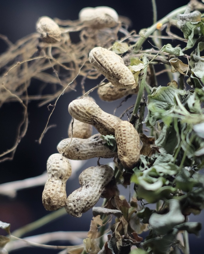 落花生の屋内栽培日記_23