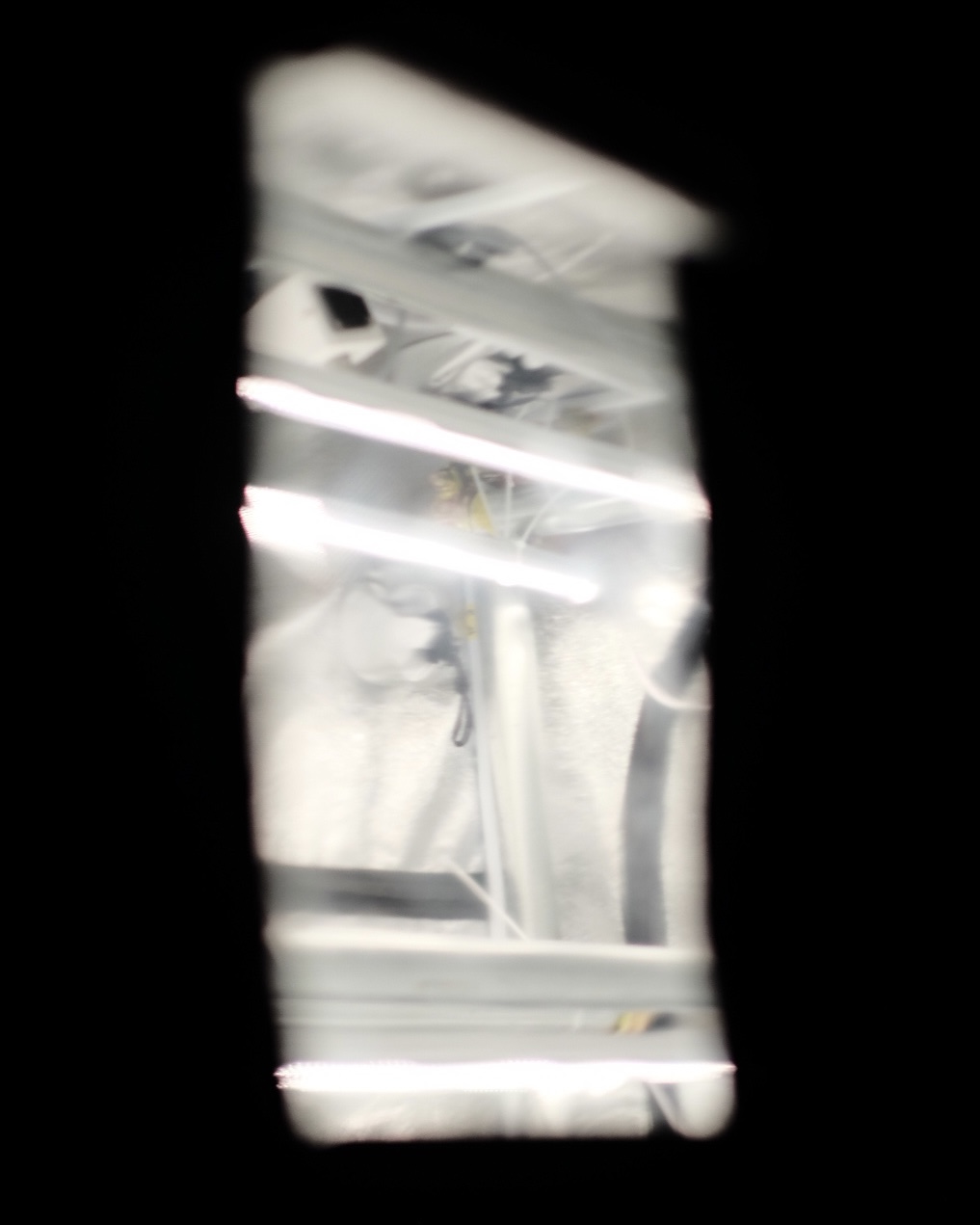 落花生の屋内栽培日記_26