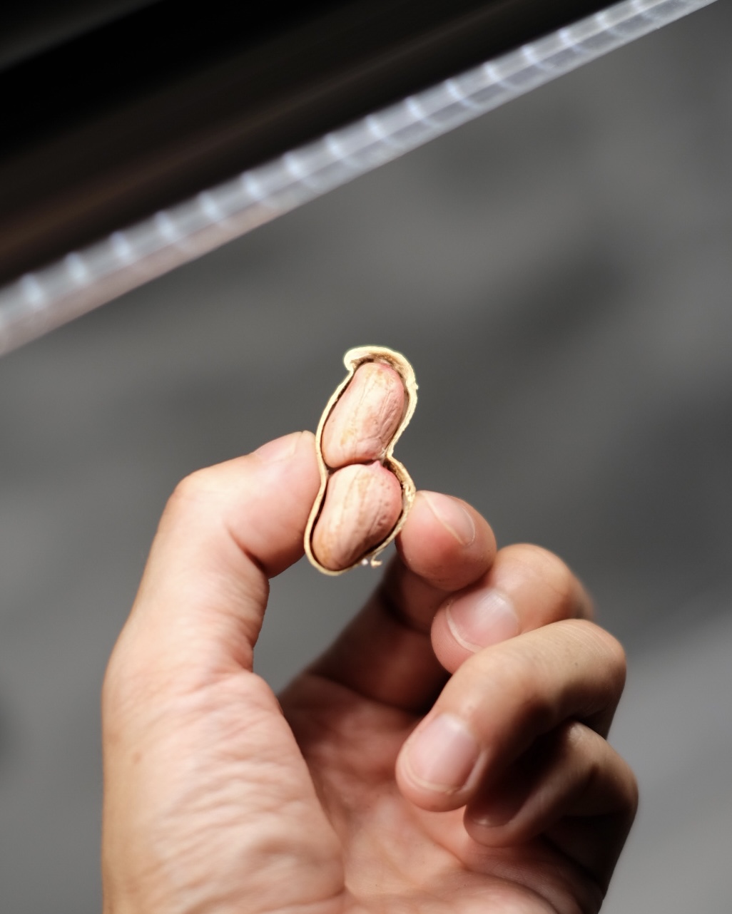 落花生の屋内栽培日記_25