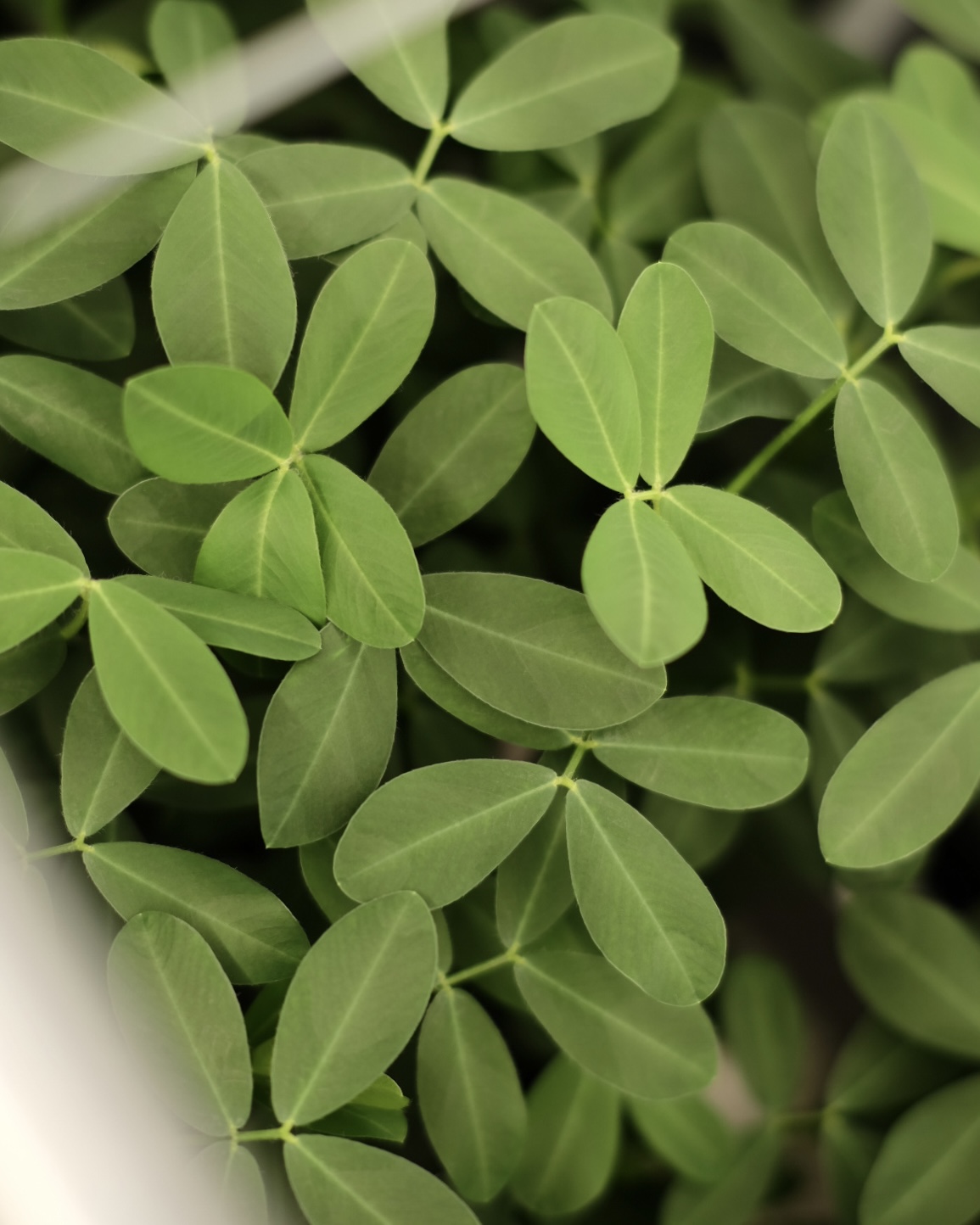 落花生の屋内栽培日記_28