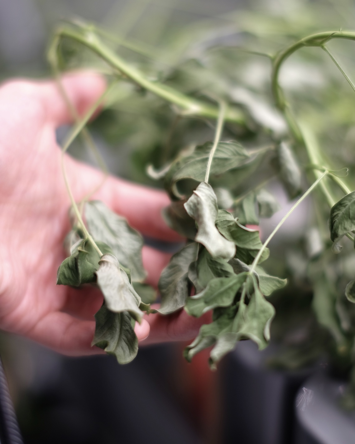 落花生の屋内栽培日記_30