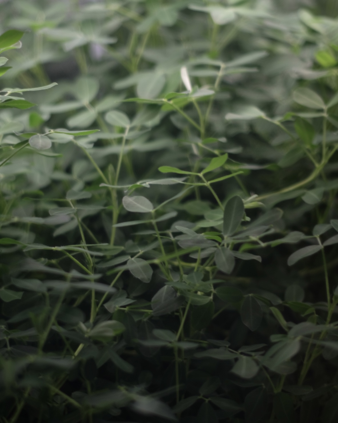 落花生の屋内栽培日記_29